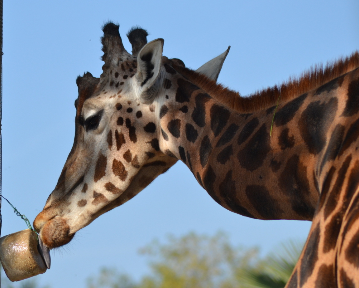 giraffa