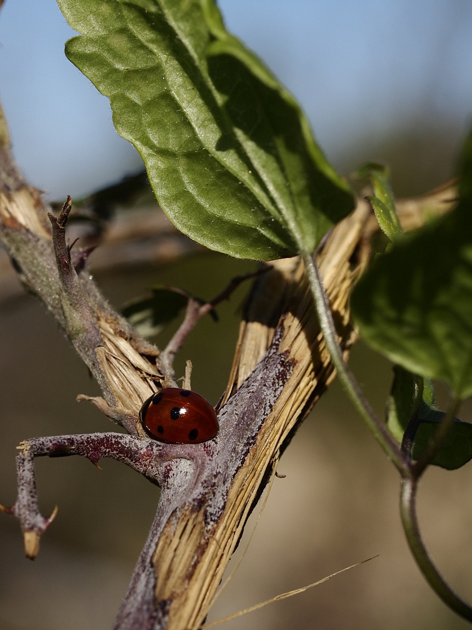 LadyBug 2