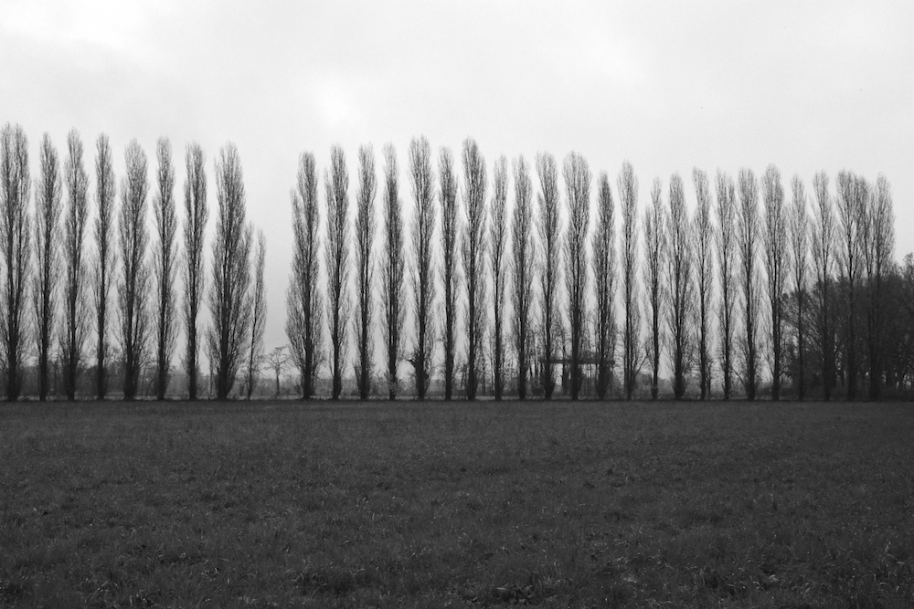 Boscaccio