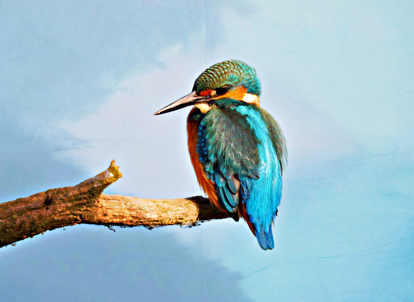 Martin