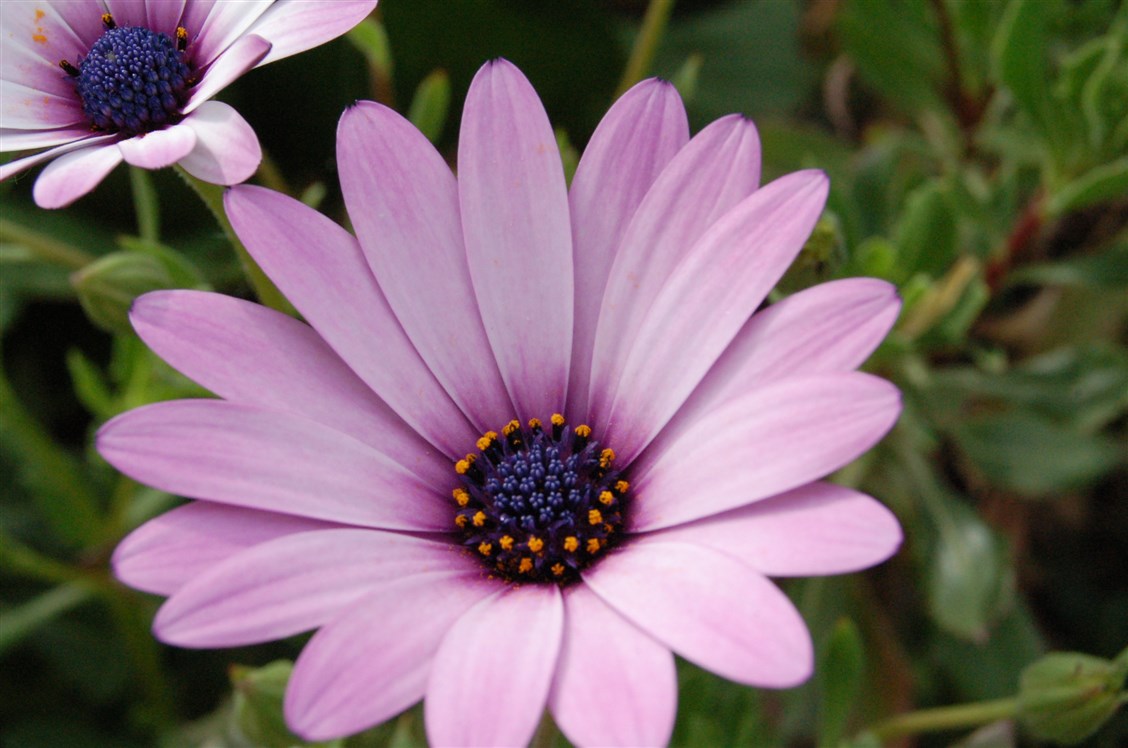 Gerbera