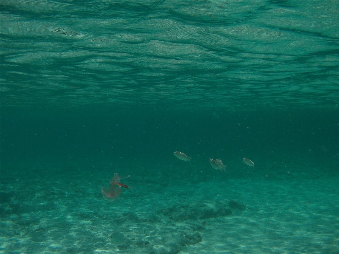 Apnea