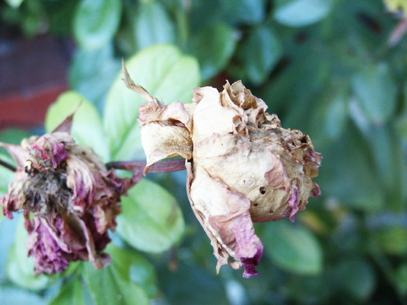 Rosa appassita