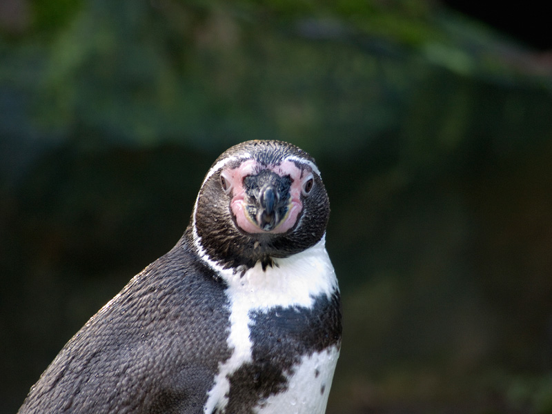 zoo di Berlino