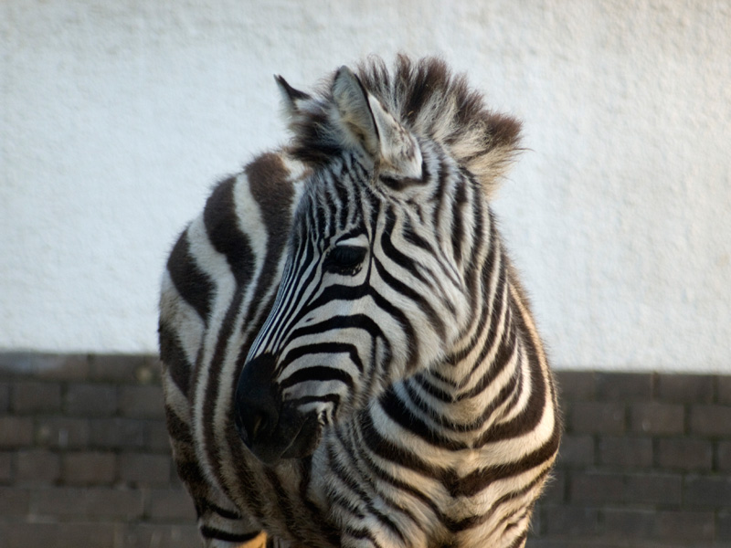 zoo di Berlino
