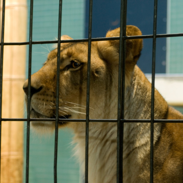 zoo di Berlino
