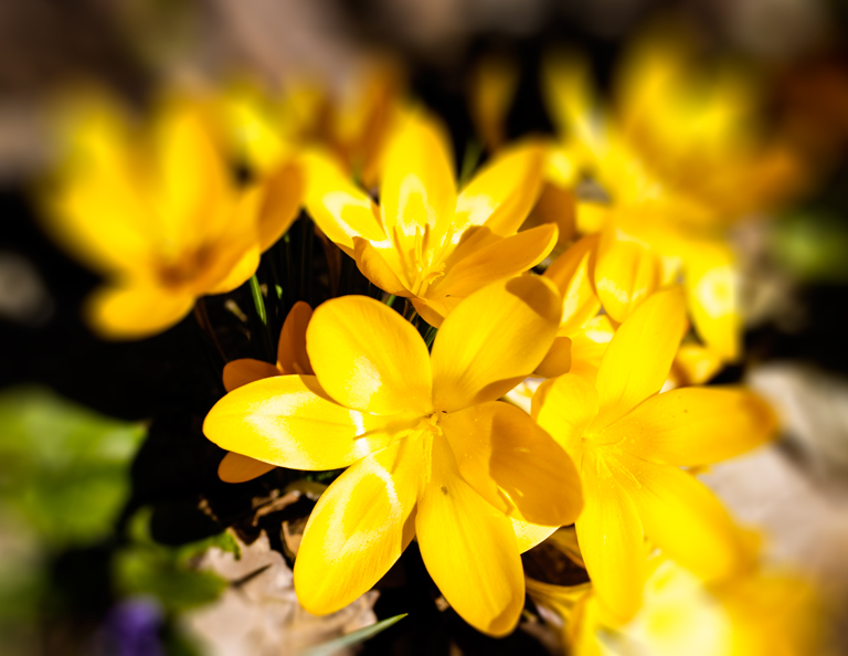 Crocus giallo