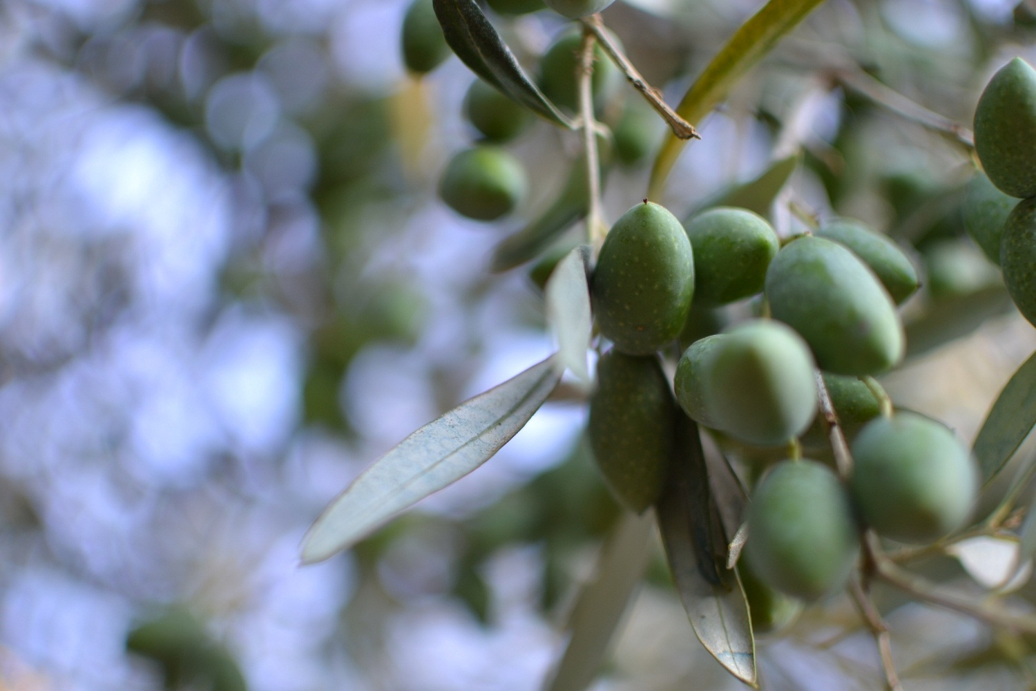Puglia