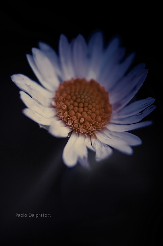 Non faccio foto di fiori