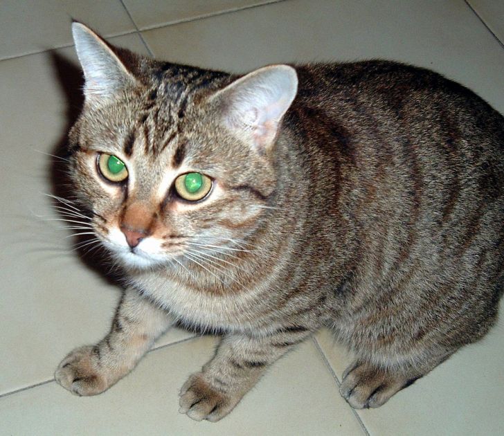 tigre