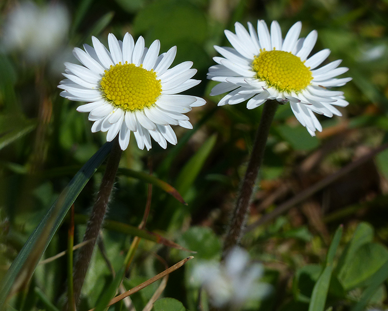 Crop.- Margherita