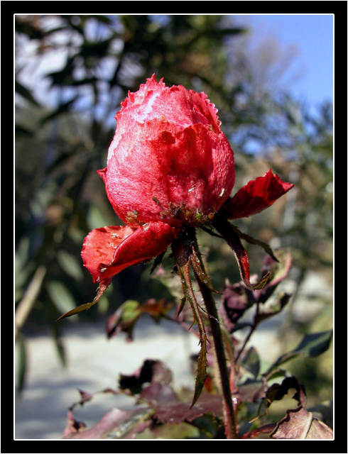 rosa