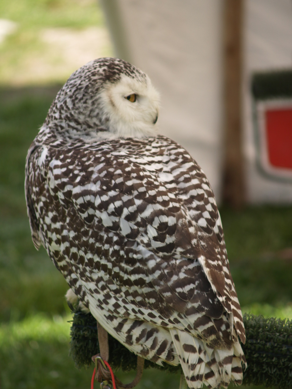 rapace
