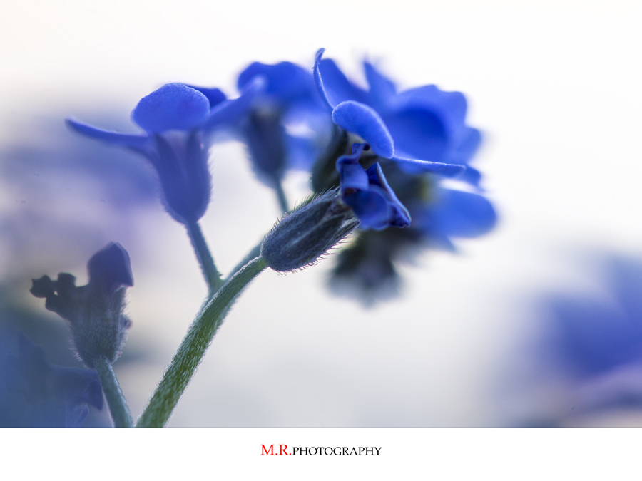 _Color_