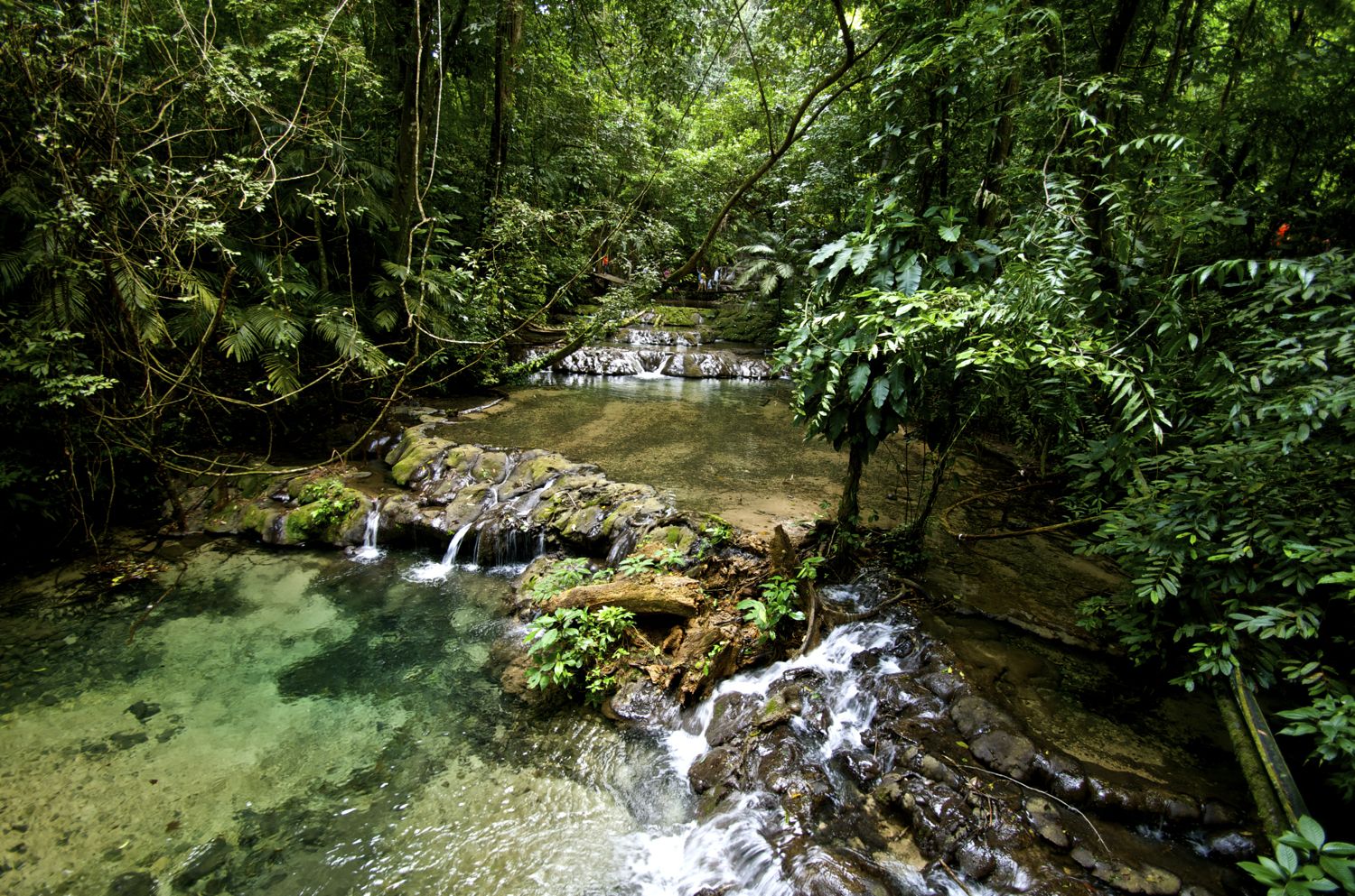 into the jungle