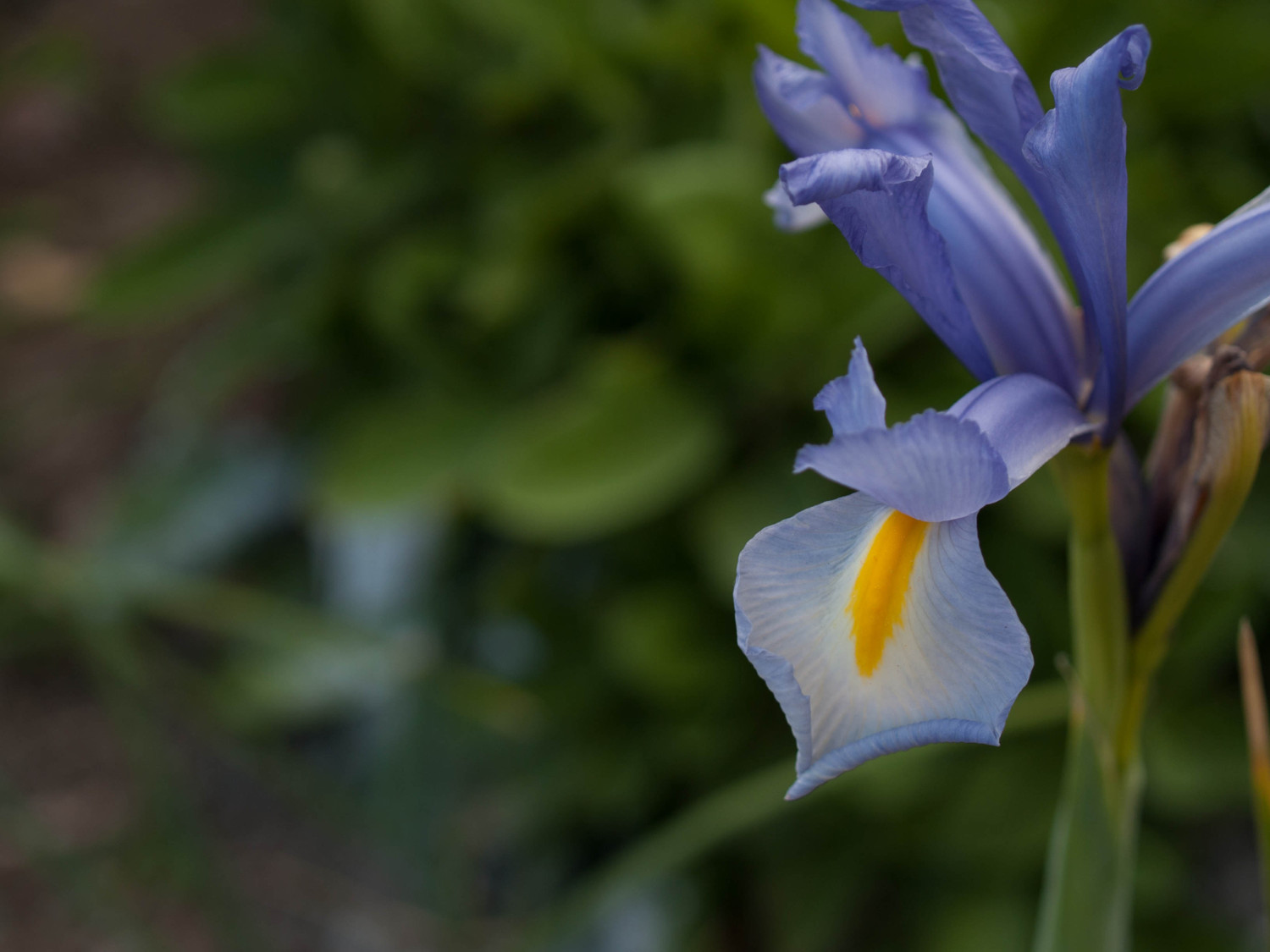 prova su fiore senza flash