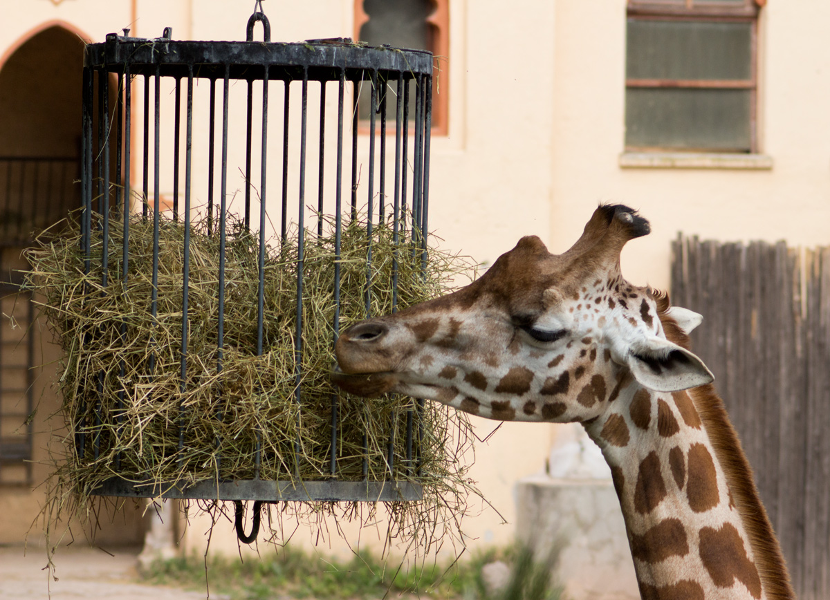 Bioparco 3
