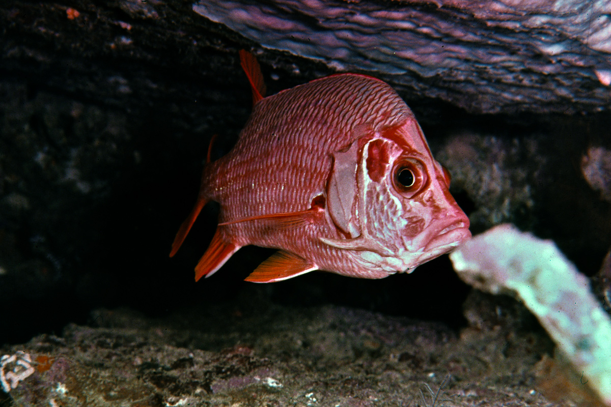 Mar Rosso