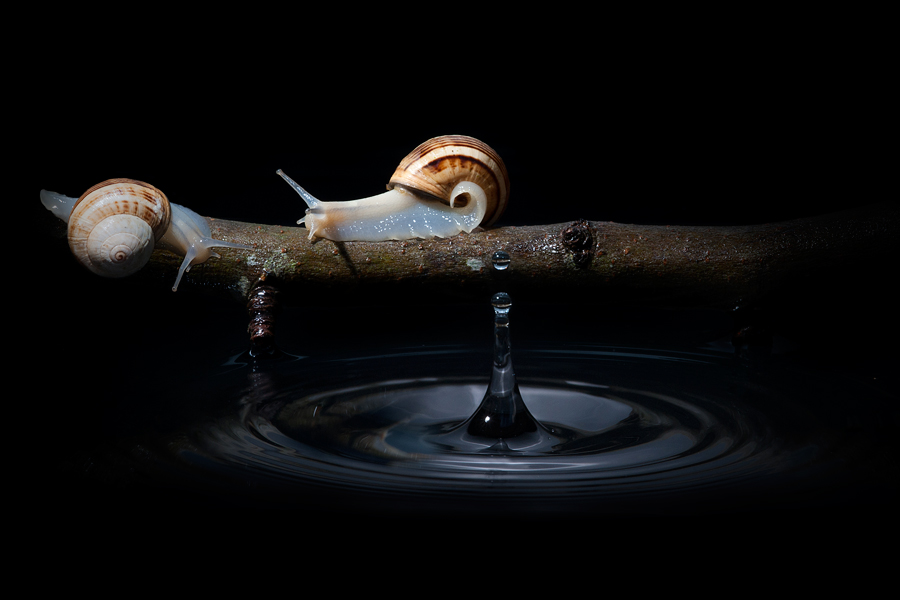 snails in love