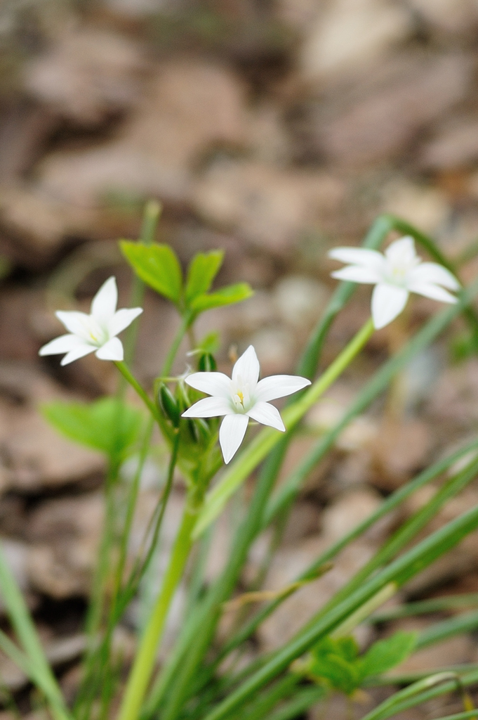 Fiori