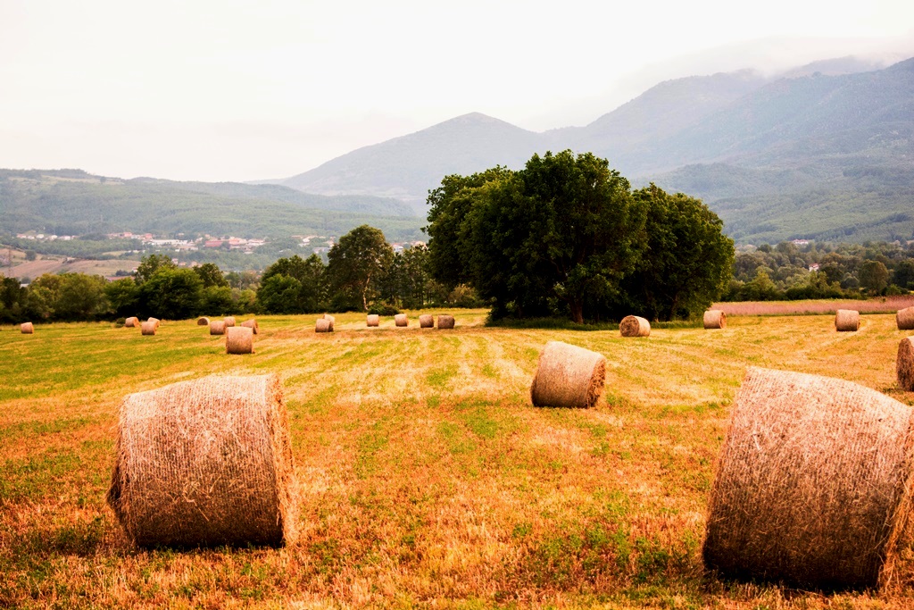 Campagna Lucana