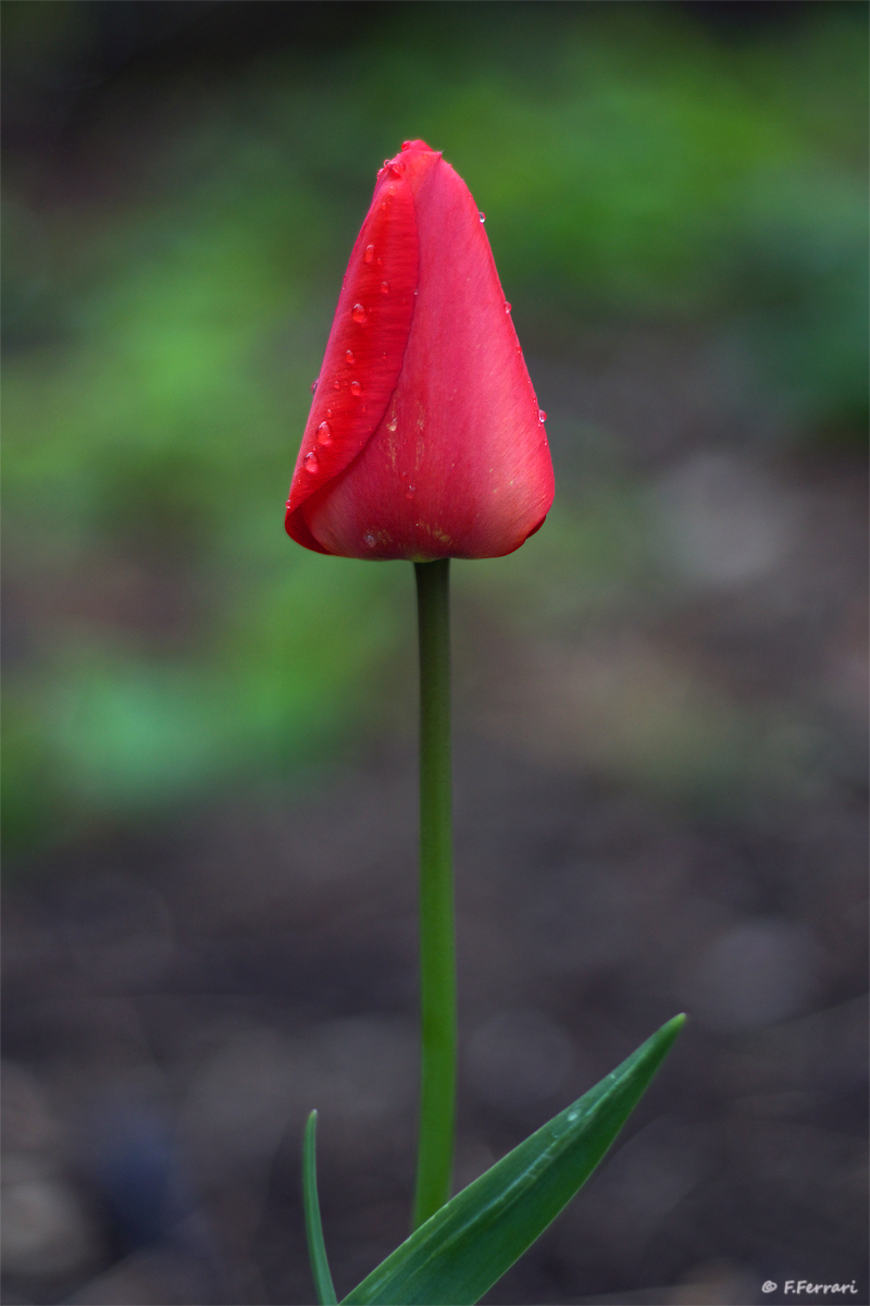 IMGP2154