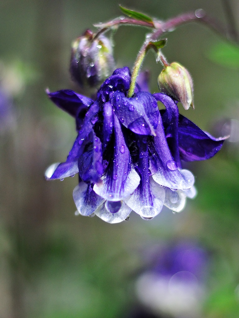 Aquilegia