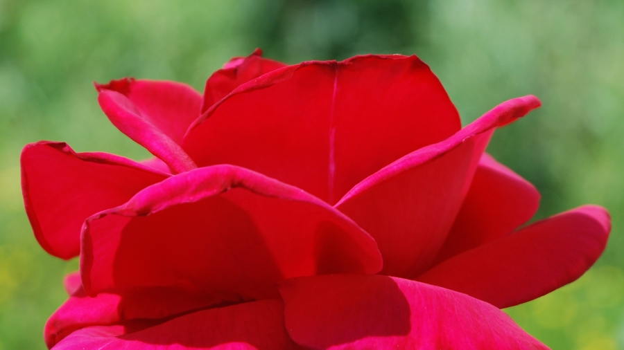 rosa