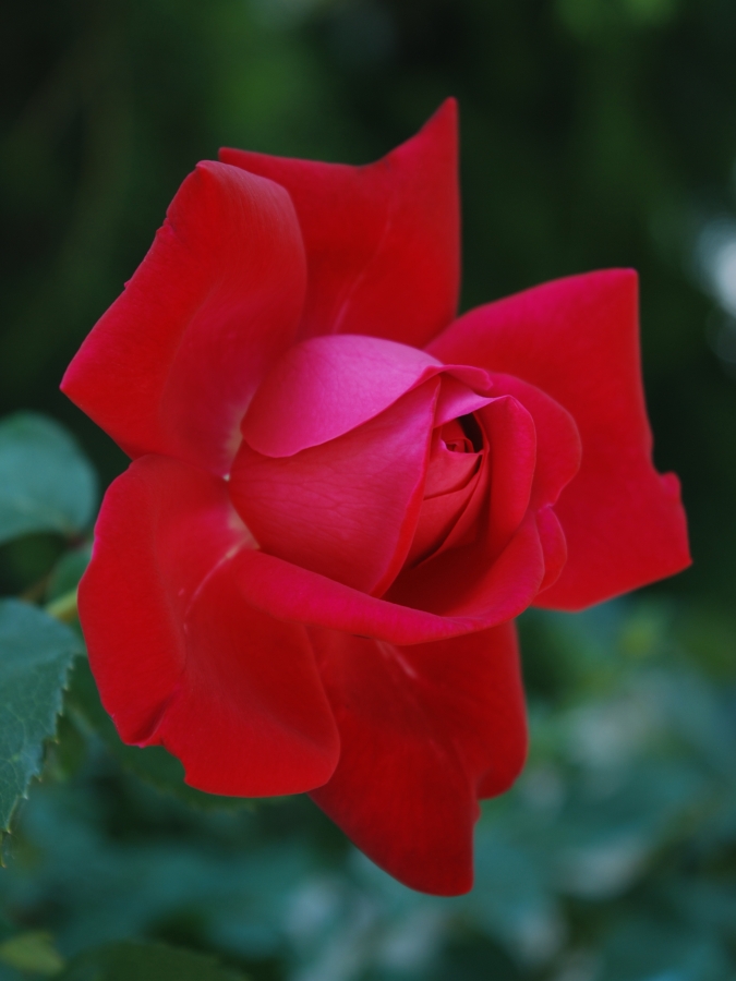 rosa