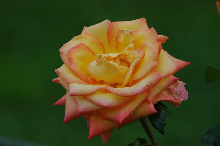 Macro Floreale 04