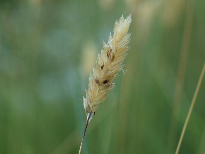 spiga solitaria