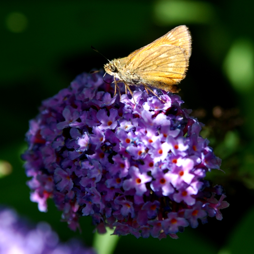skipper1