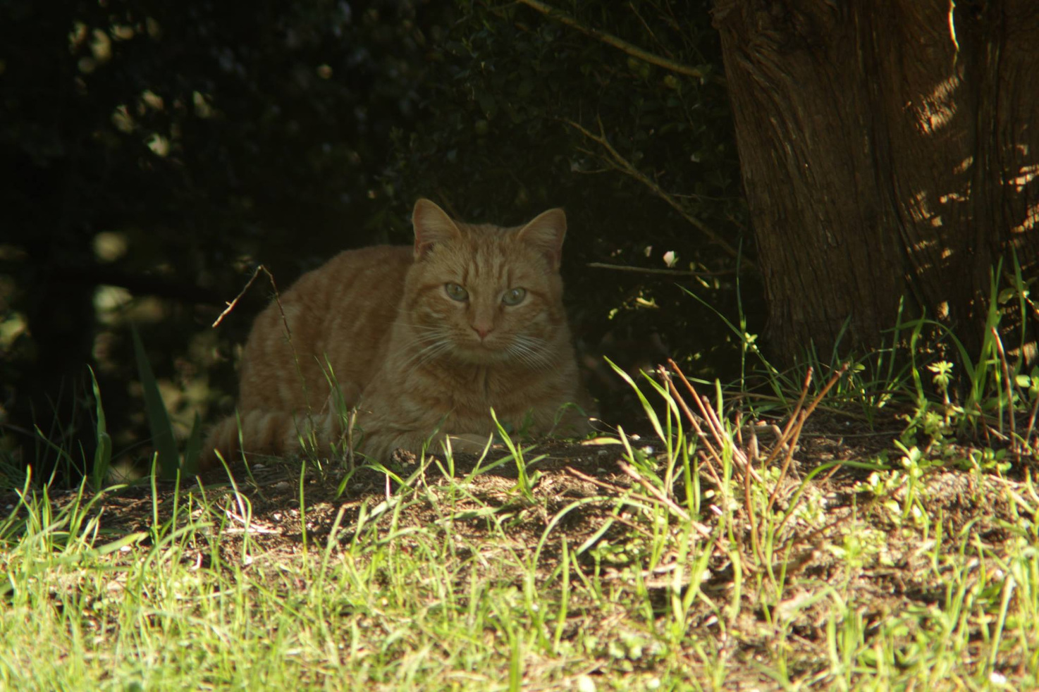 Gatto in ombra