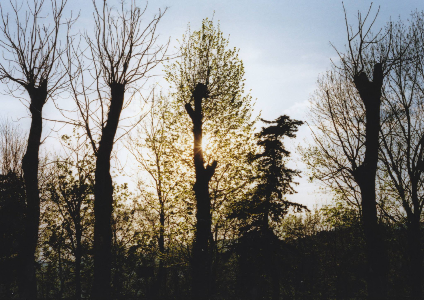 Alberi al tramonto