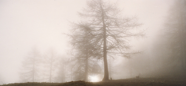 alba alla melosa 1