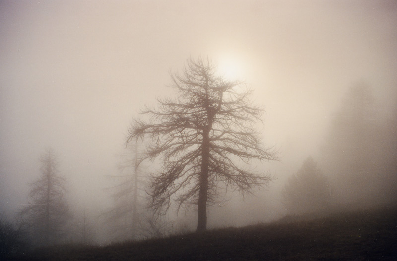 alba alla melosa 2