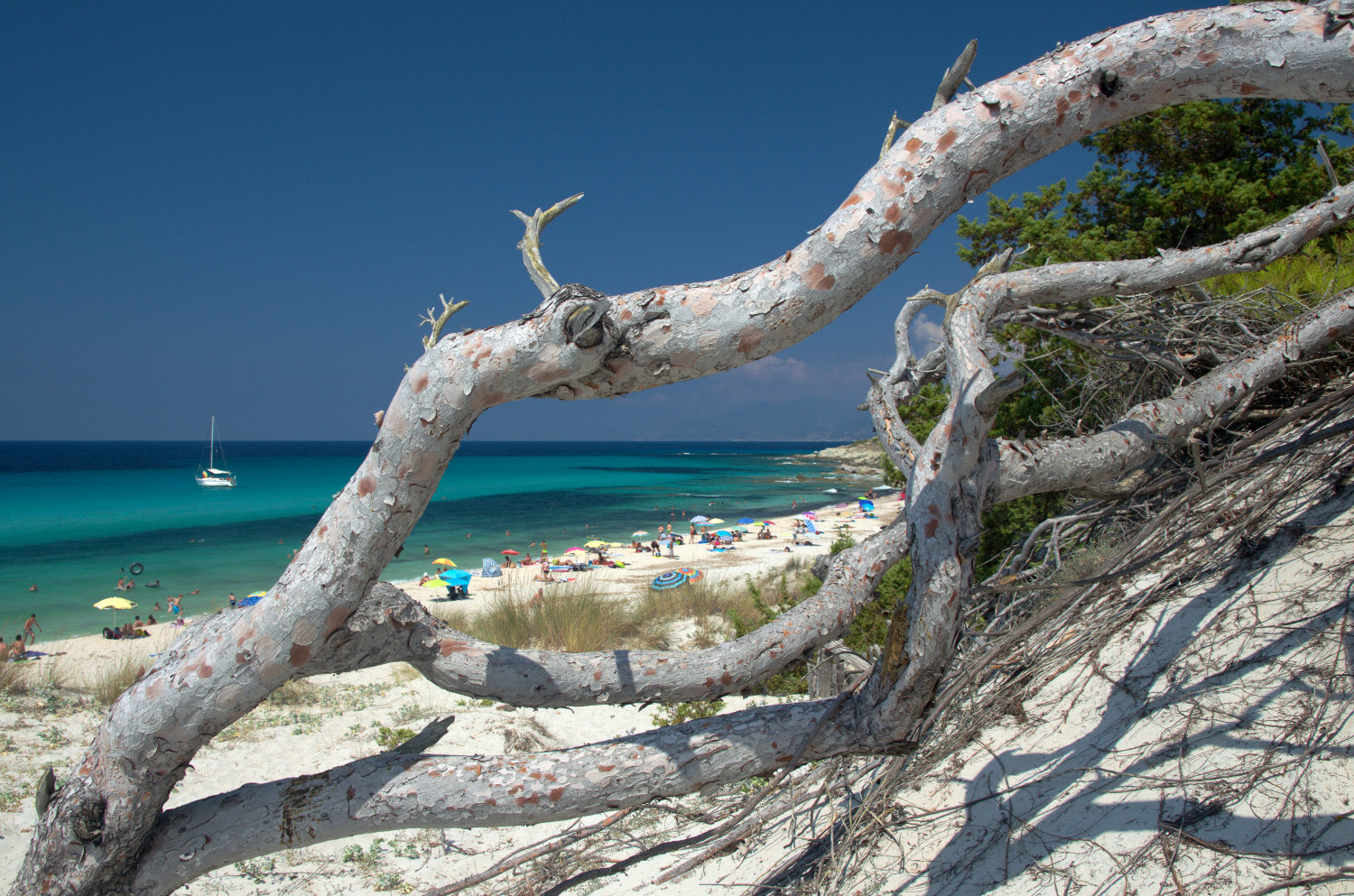Corsica Saleccia