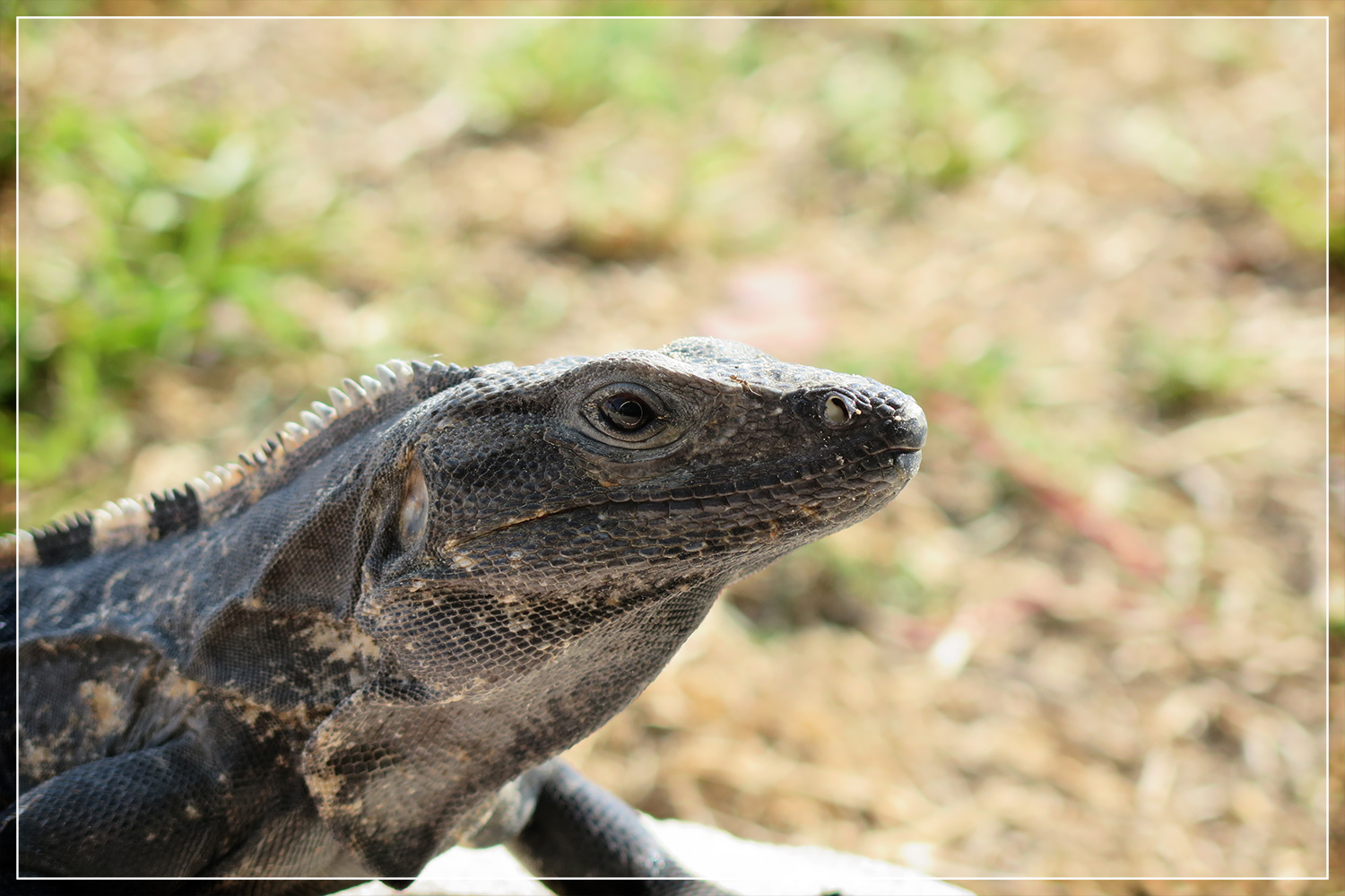 Iguana