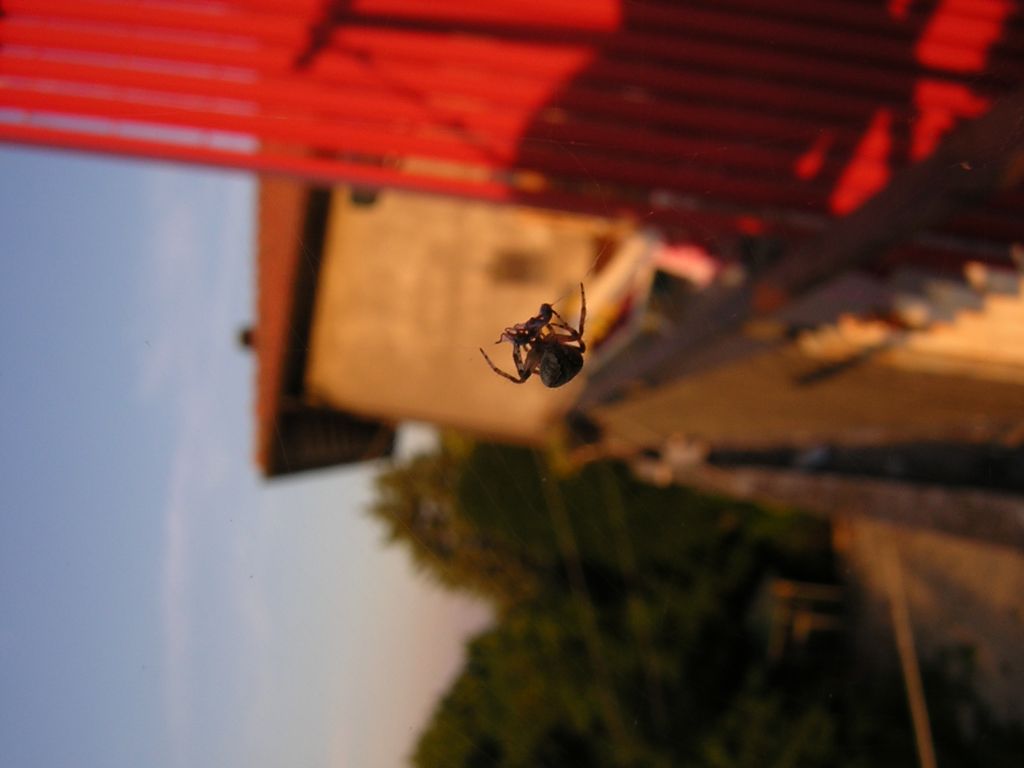 Aracnophobia