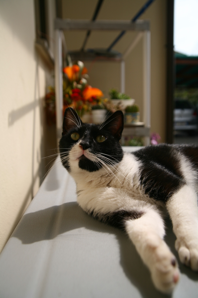 Relax Felino