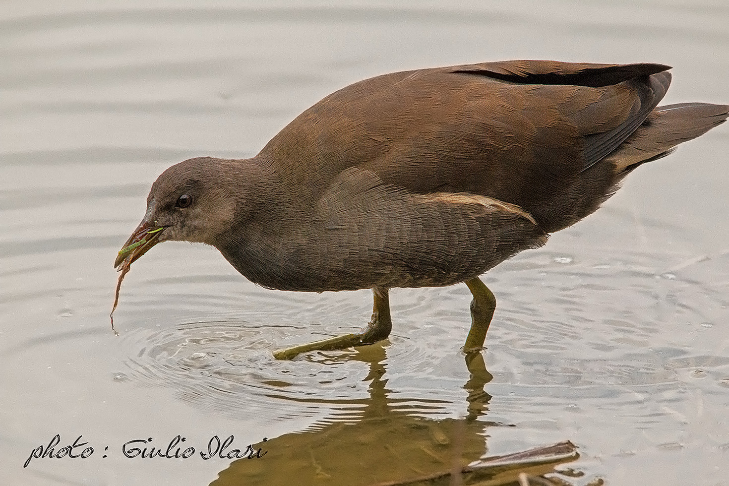 Gallinella d'acqua