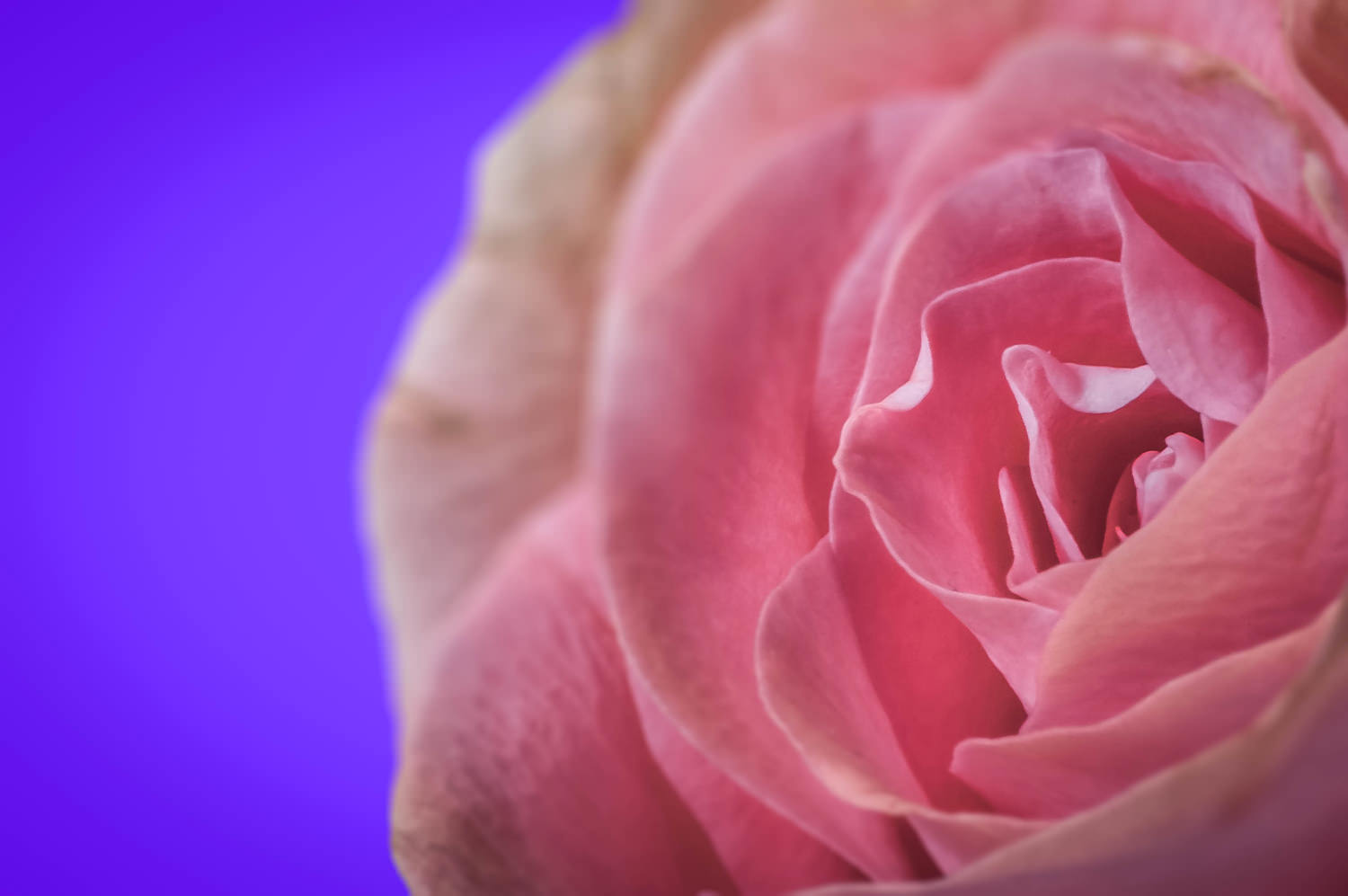 Rosa Rosae