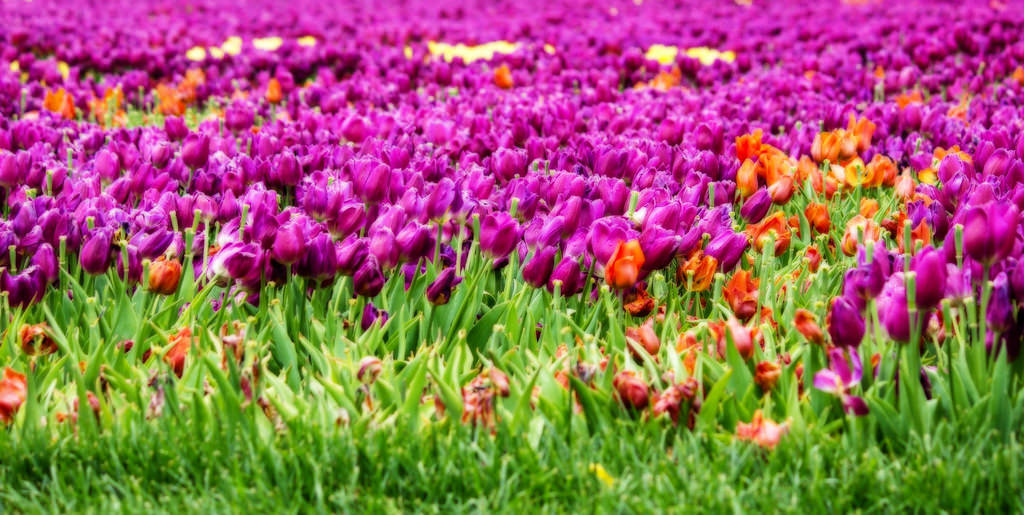 ...tulipa