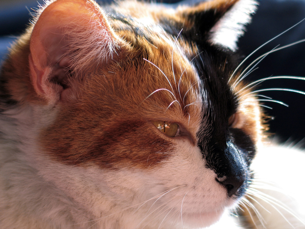 Miaooo