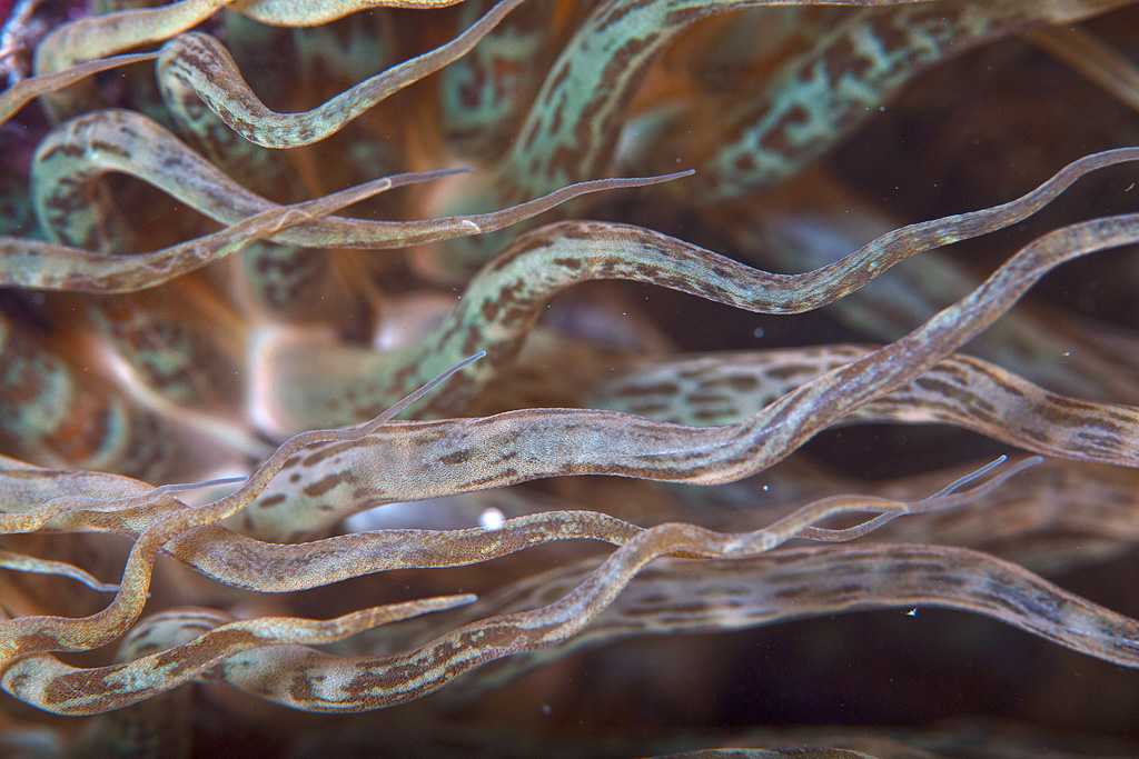 Anemone dorata