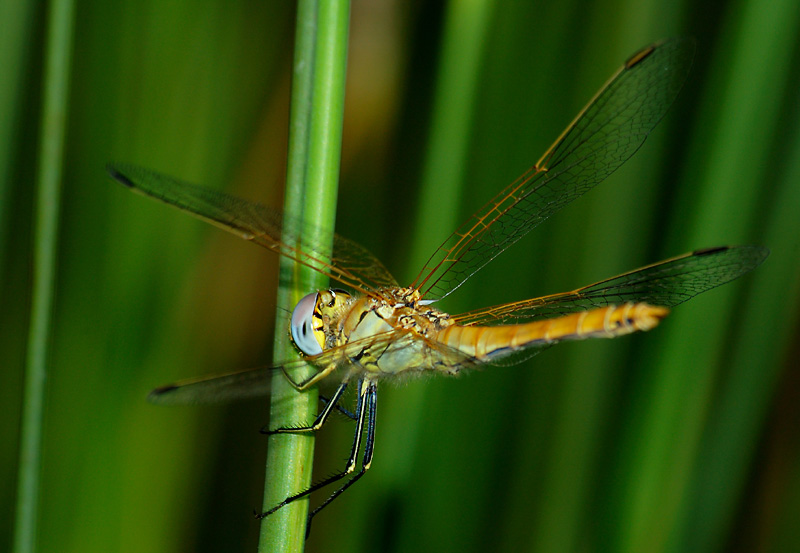 Libellula