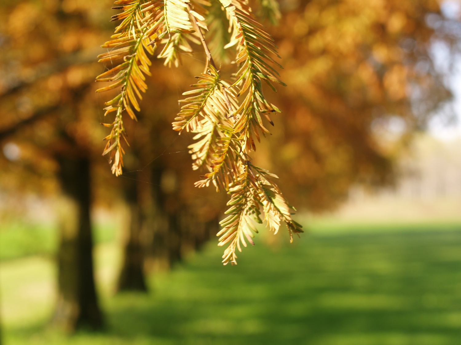 Primavera di novembre II