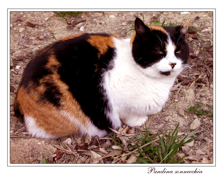 Pandina sonnecchia!