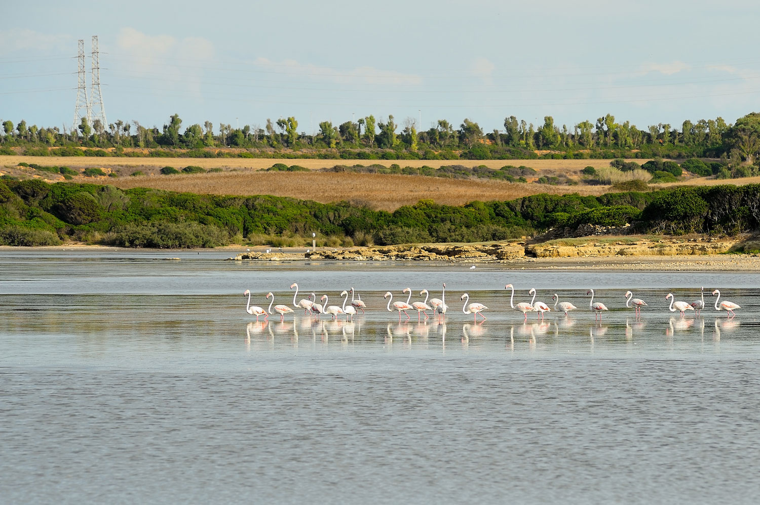 Fenicotteri rosa