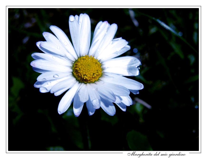 Margherita
